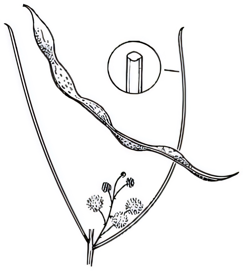 Acacia calamifolia