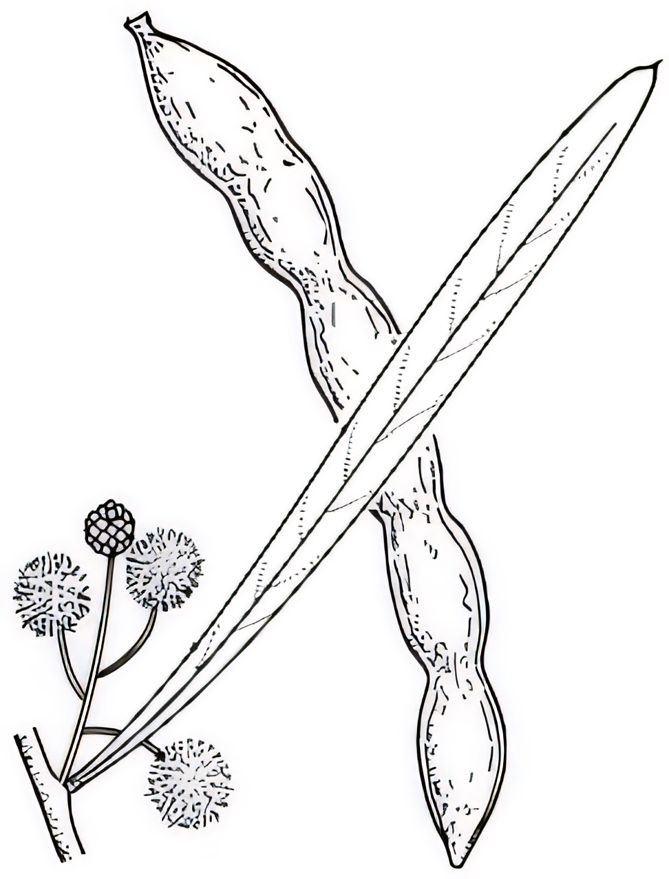 Acacia ligulata