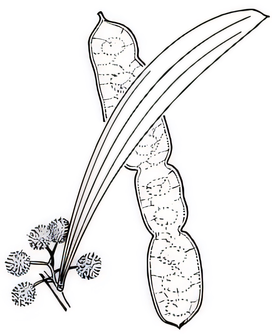 Acacia melvillei