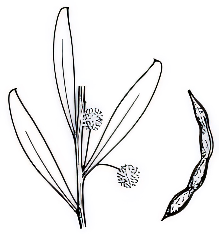 Acacia microcarpa