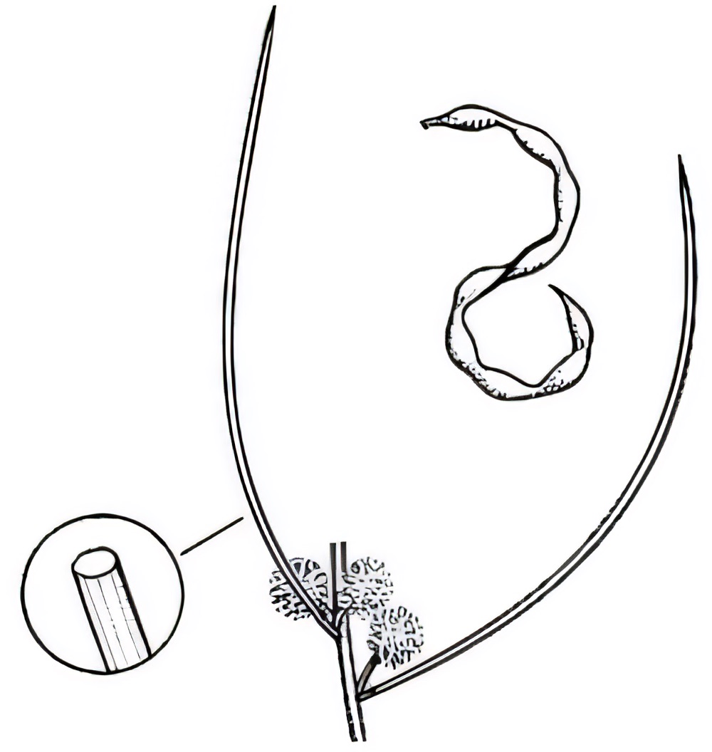 Acacia rigens