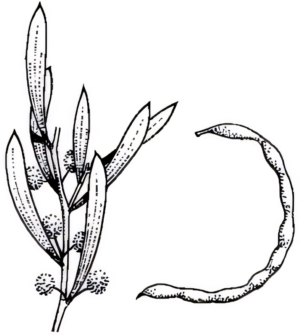 Acacia sclerophylla