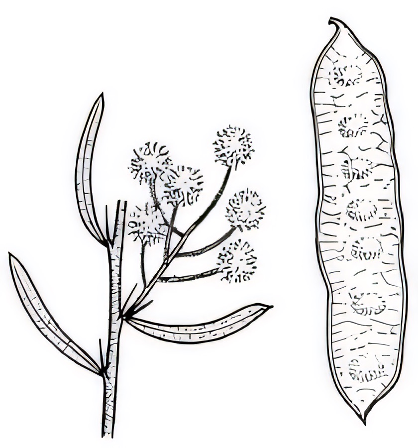 Acacia victoriae