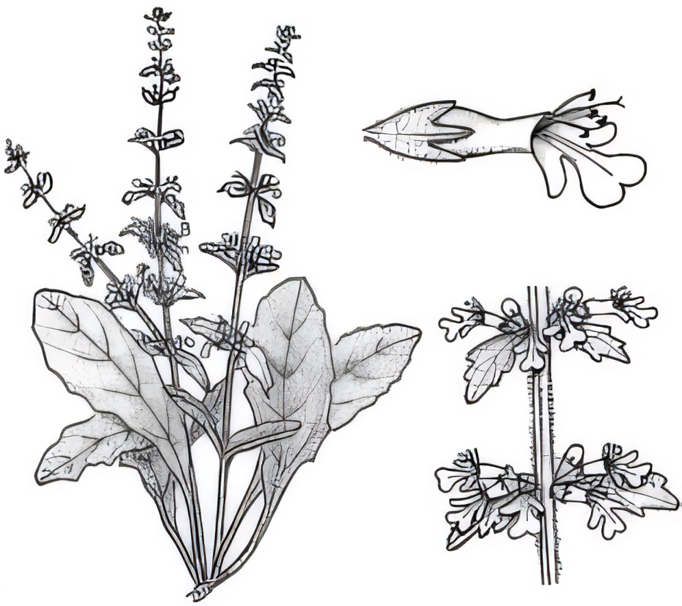Ajuga australis