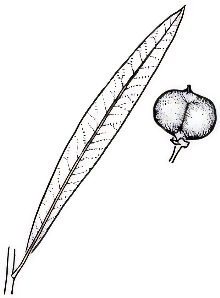 Alectryon oleifolius