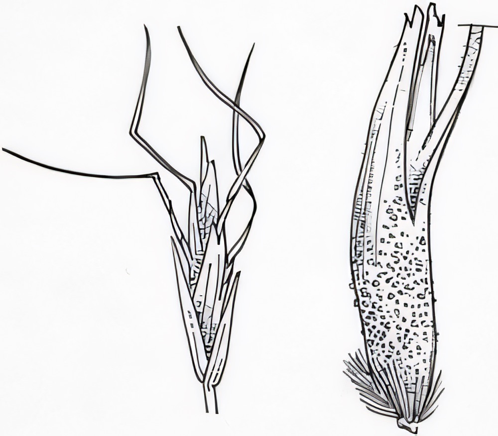 Amphibromus macrorhinus