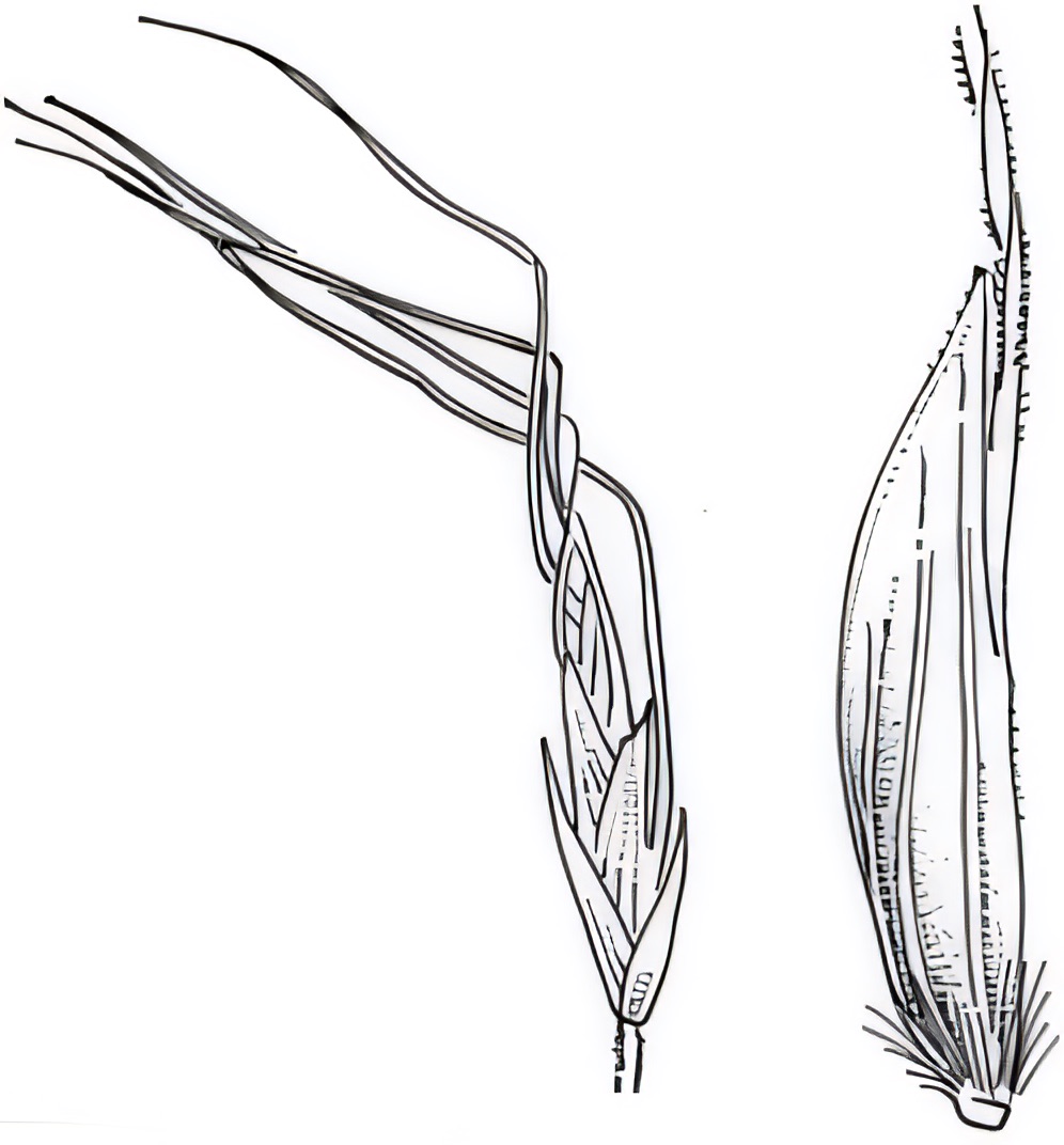 Amphibromus nervosus