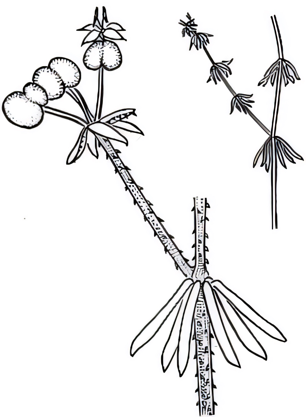 Asperula conferta