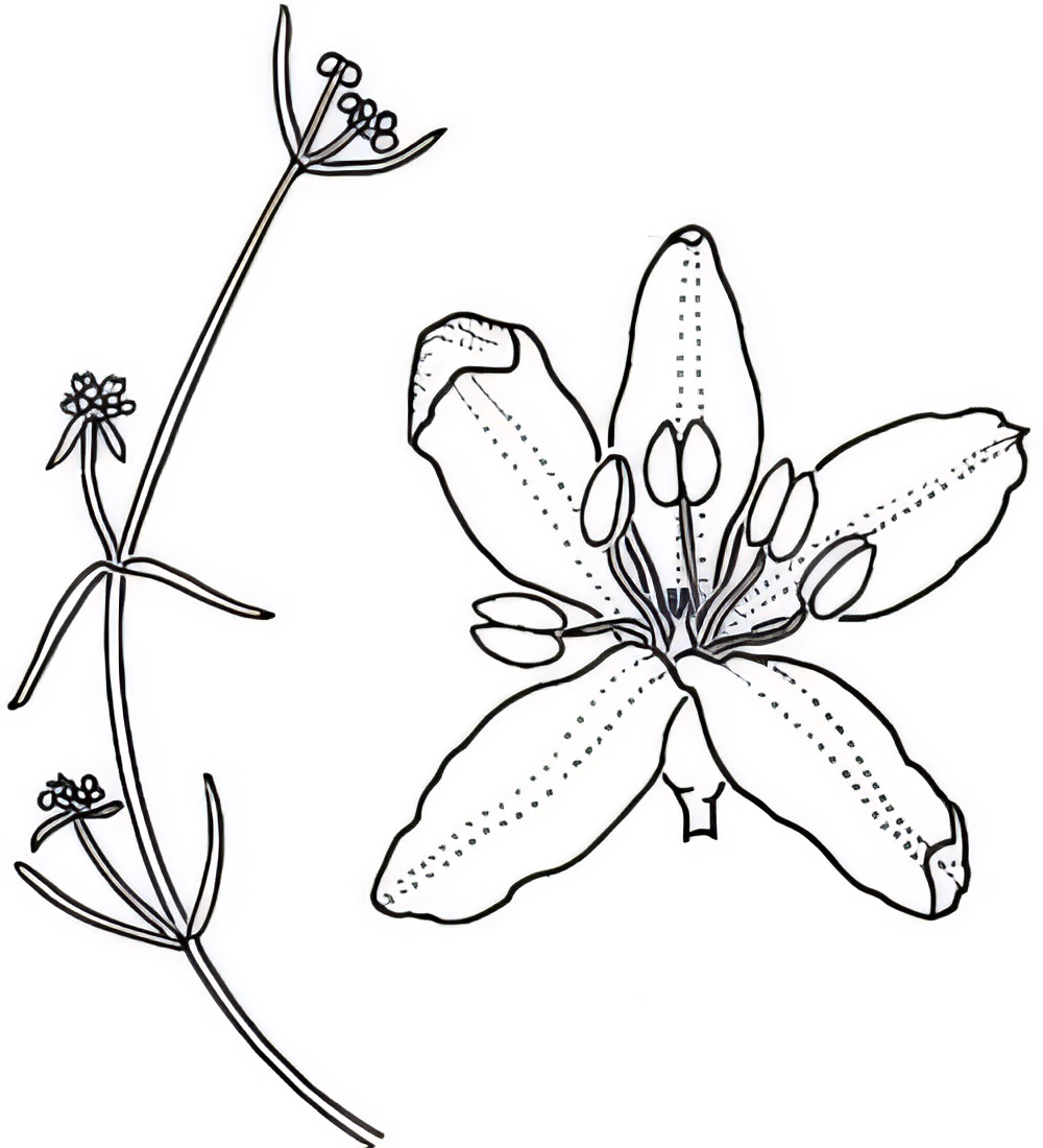 Asperula gemella