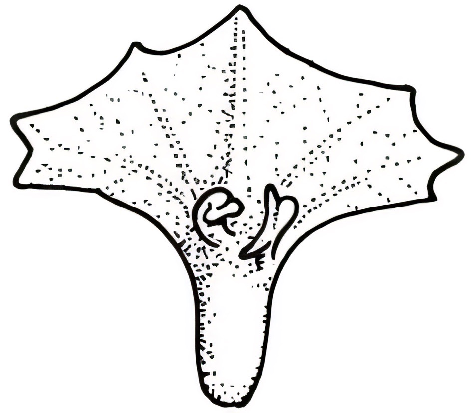 Atriplex pseudocampanulata