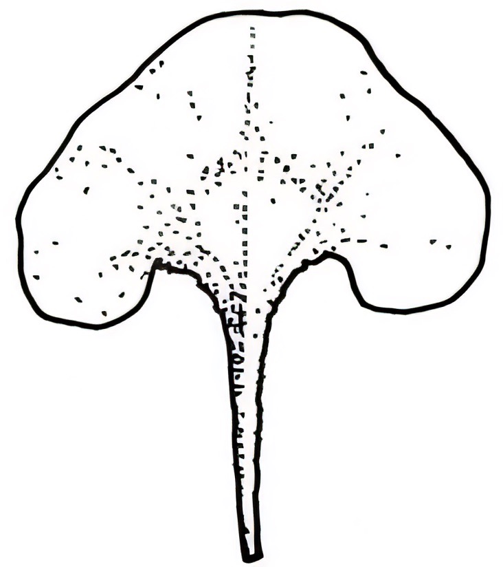 Atriplex stipitata