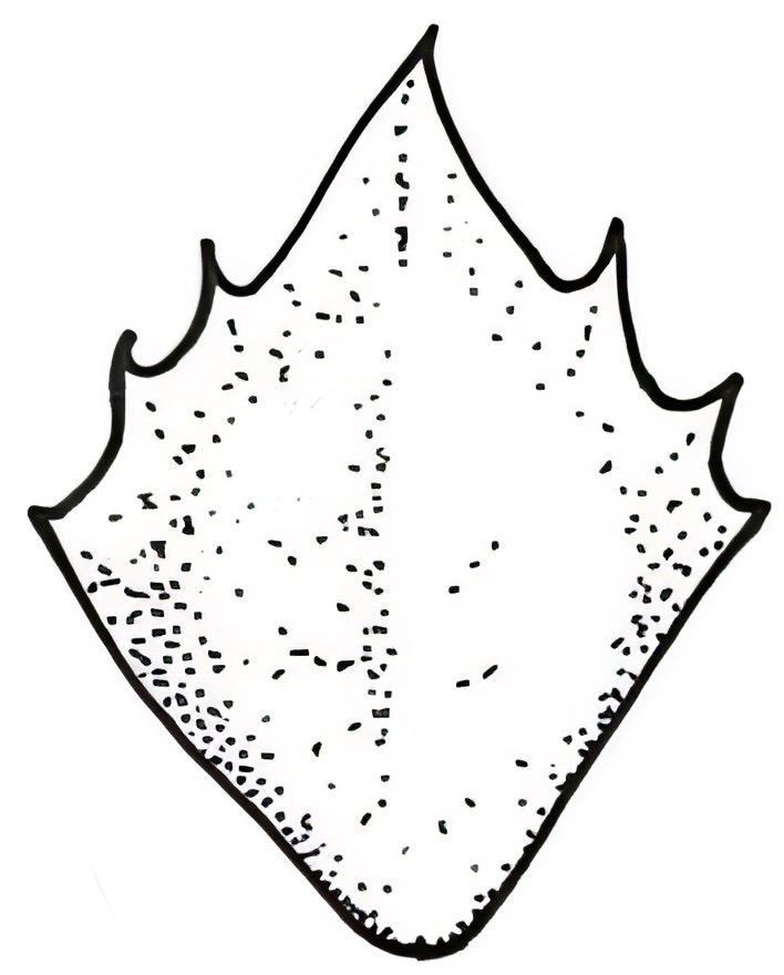 Atriplex suberecta