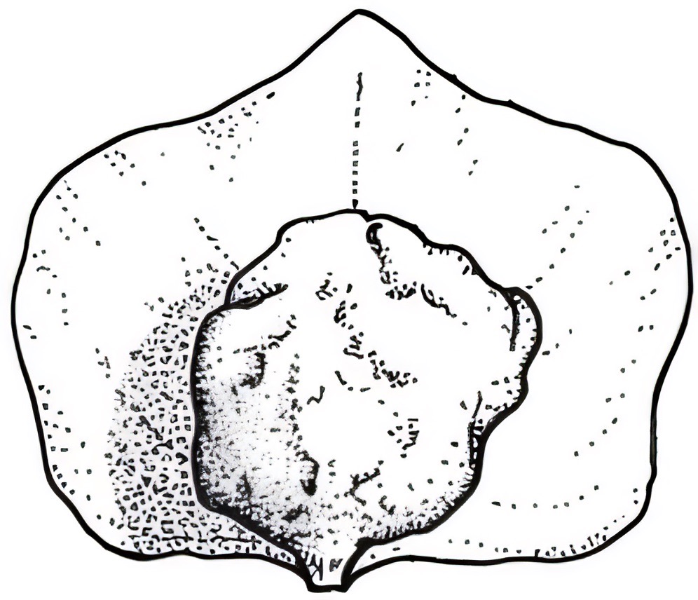 Atriplex vesicaria