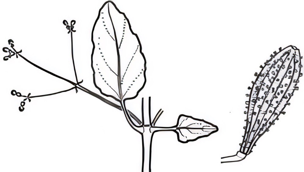 Boerhavia dominii