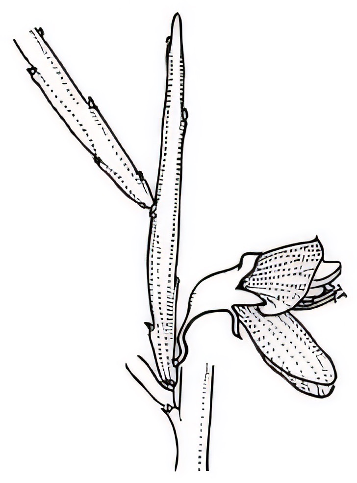 Bossiaea walkeri