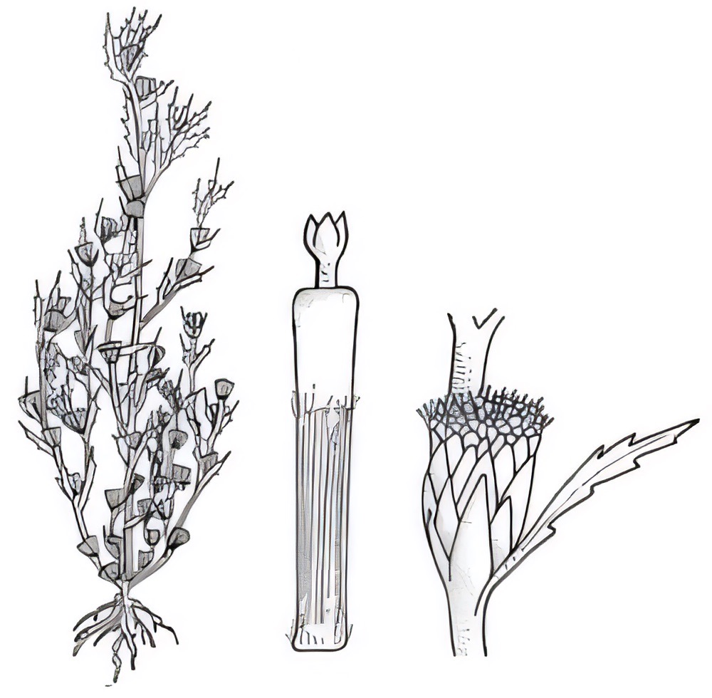 Centipeda spp.