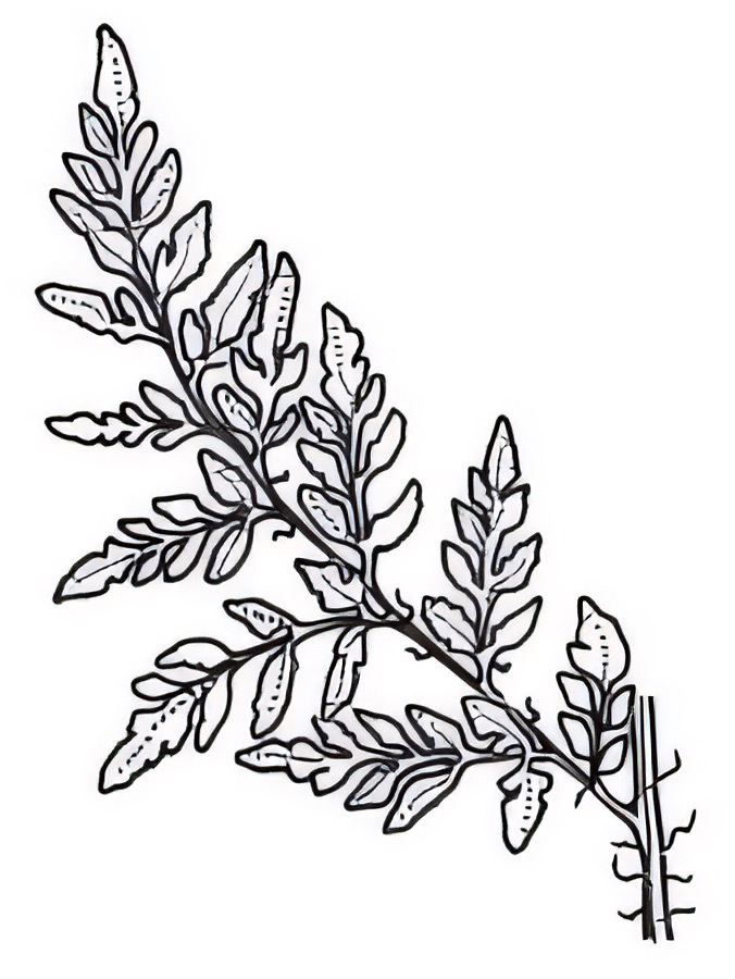 Cheilanthes austrotenuifolia