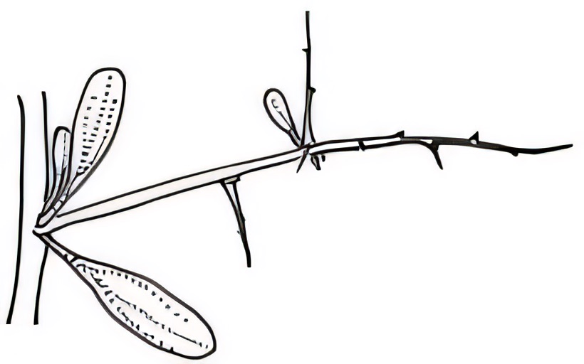 Chenopodium nitrariaceum