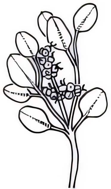 Chenopodium desertorum