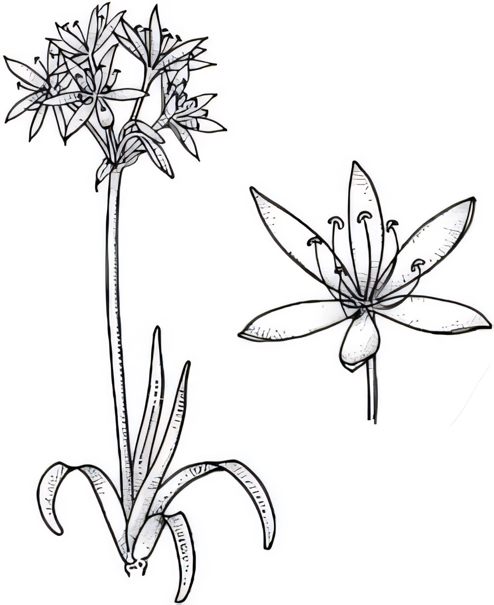 Crinum flaccidum