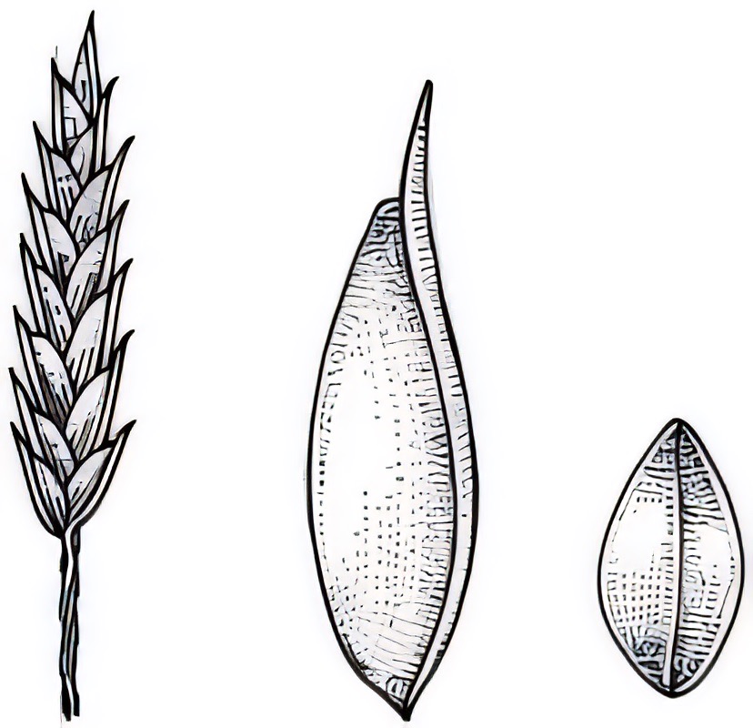 Cyperus spp.