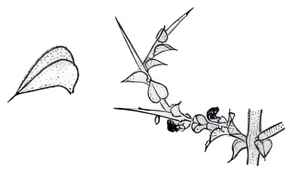 Daviesia arenaria