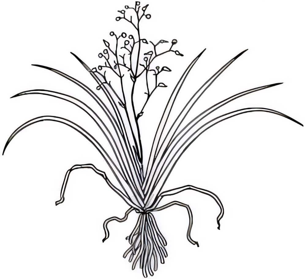 Dianella porracea