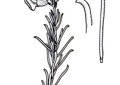 Dillwynia cinerascens