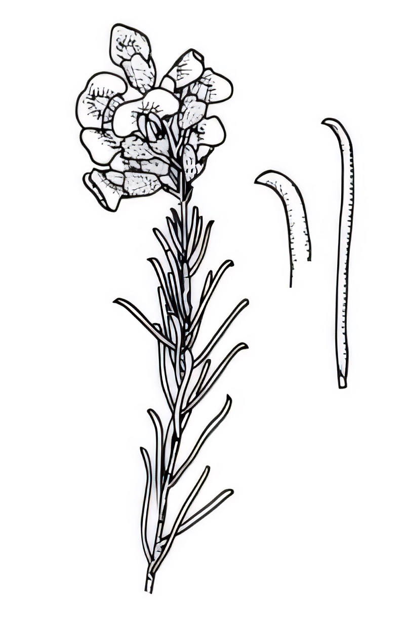 Dillwynia cinerascens