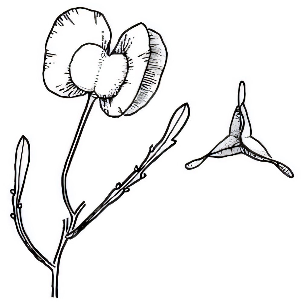 Dodonaea lobulata