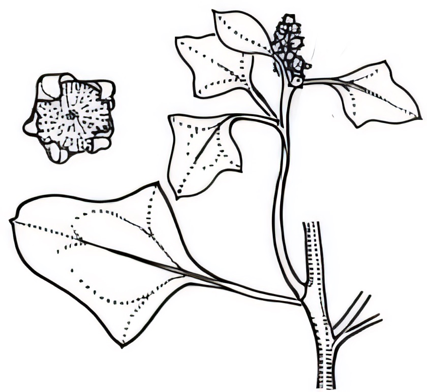 Einadia hastata