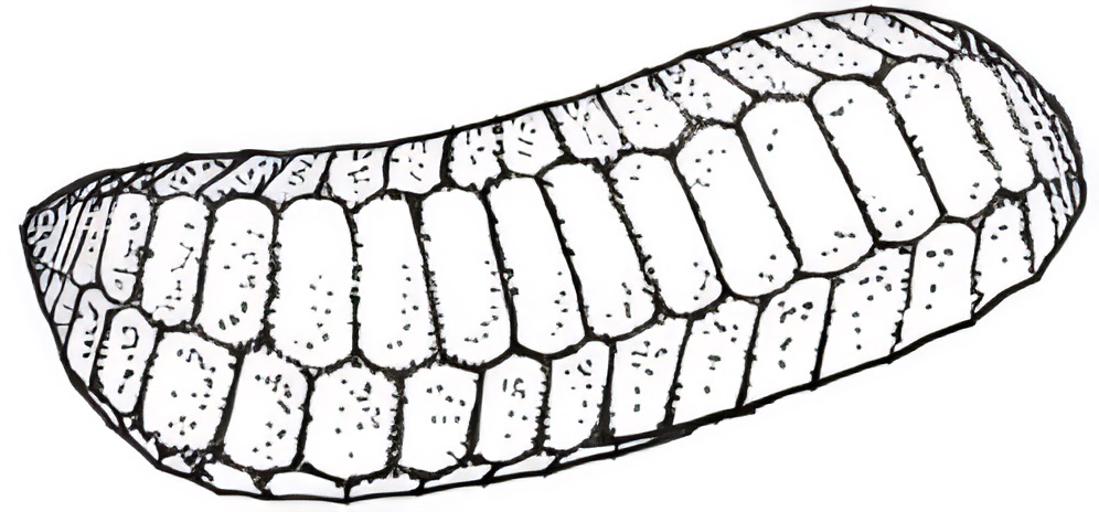 Elatine gratioloides