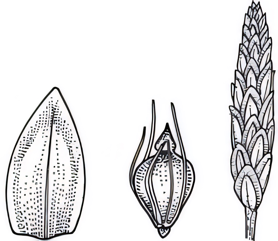Eleocharis acuta