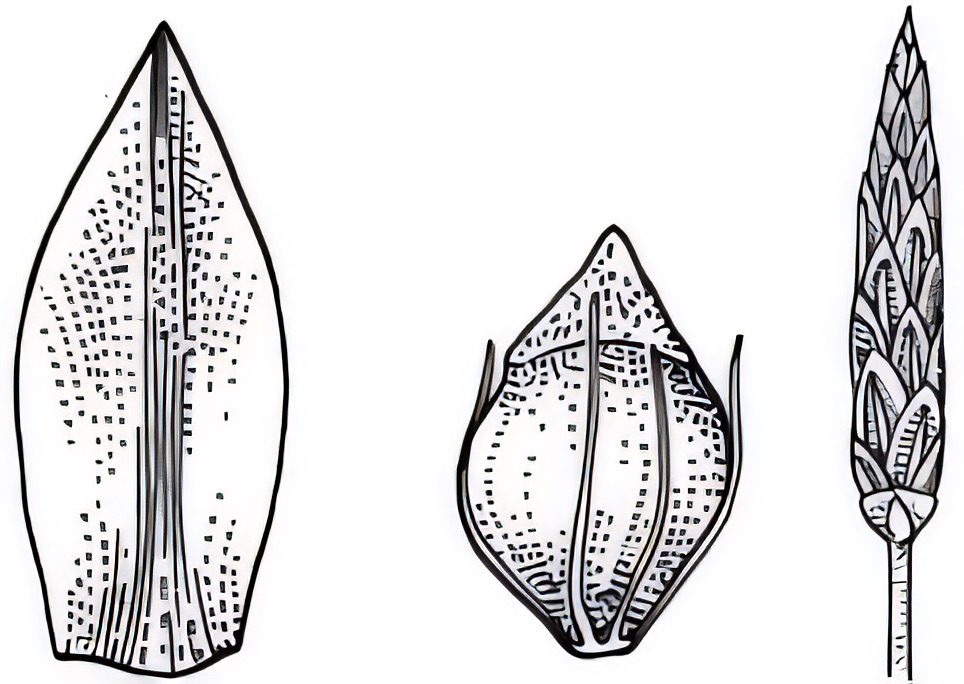 Eleocharis pallens