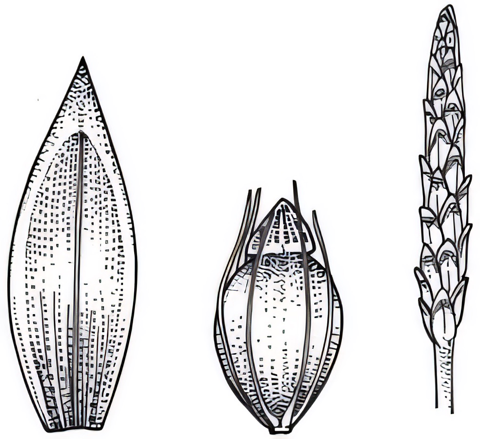 Eleocharis plana