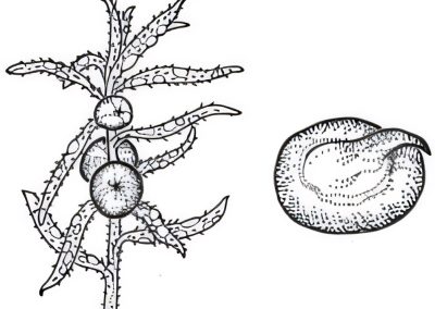 Enchylaena tomentosa