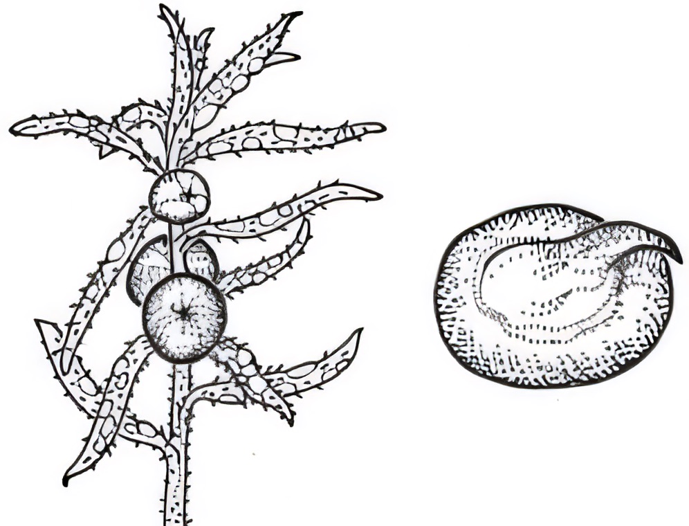 Enchylaena tomentosa