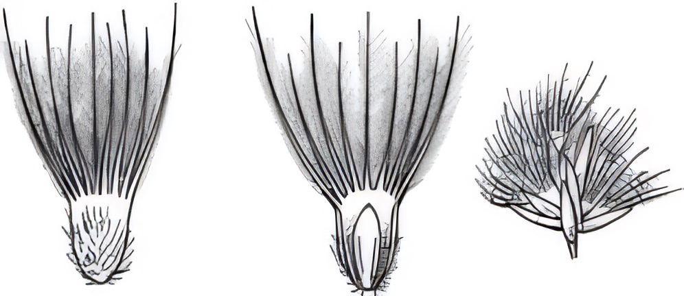 Enneapogon nigricans