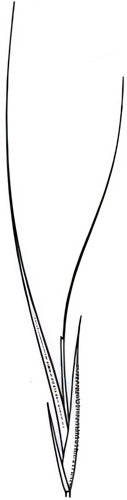 Enteropogon ramosus