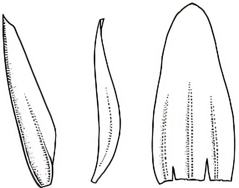 Eragrostis australasica