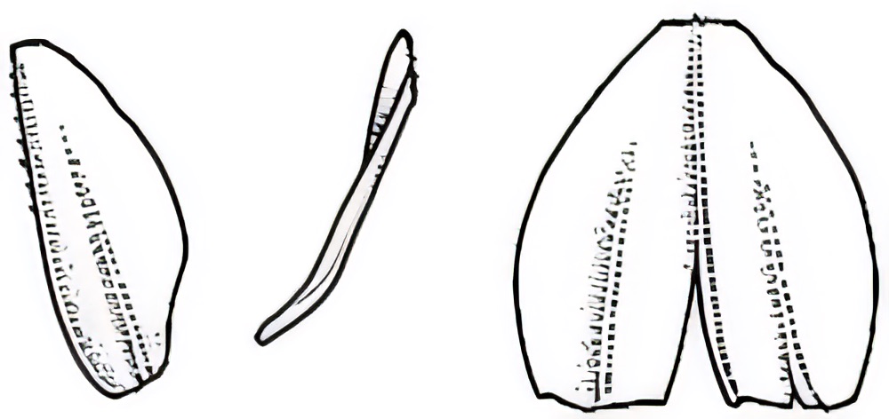 Eragrostis dielsii