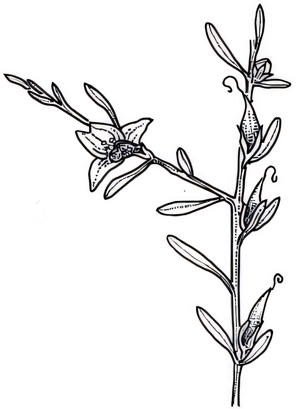 Eremophila divaricata
