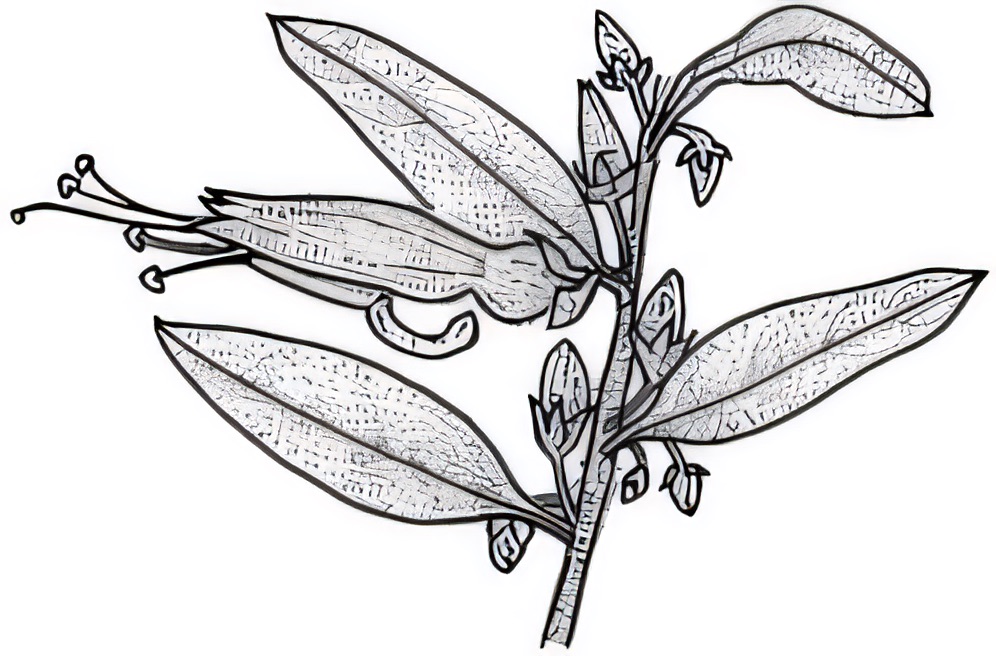 Eremophila glabra