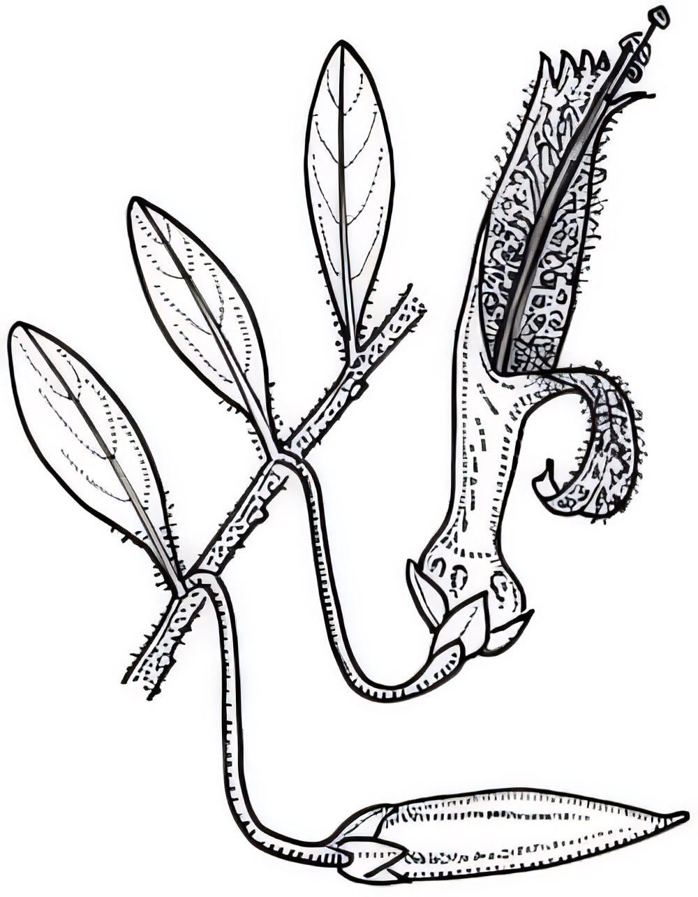 Eremophila maculata