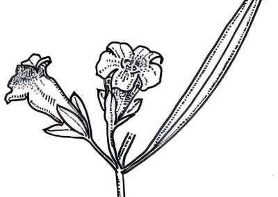 Eremophila mitchellii