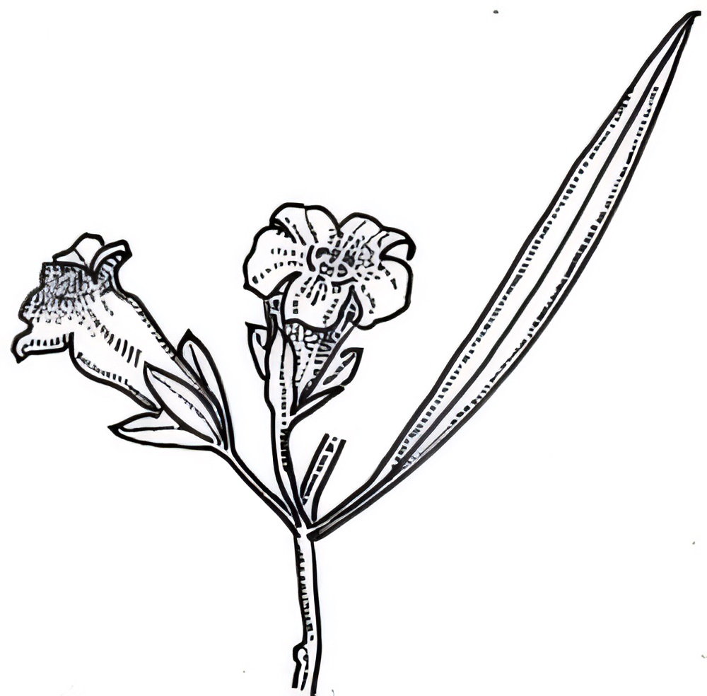 Eremophila mitchellii