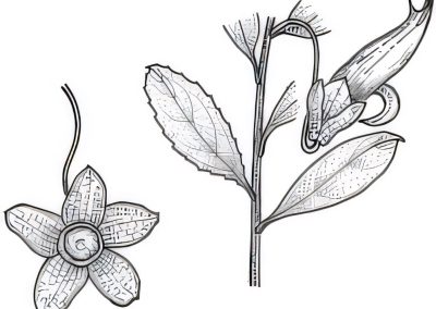 Eremophila serrulata