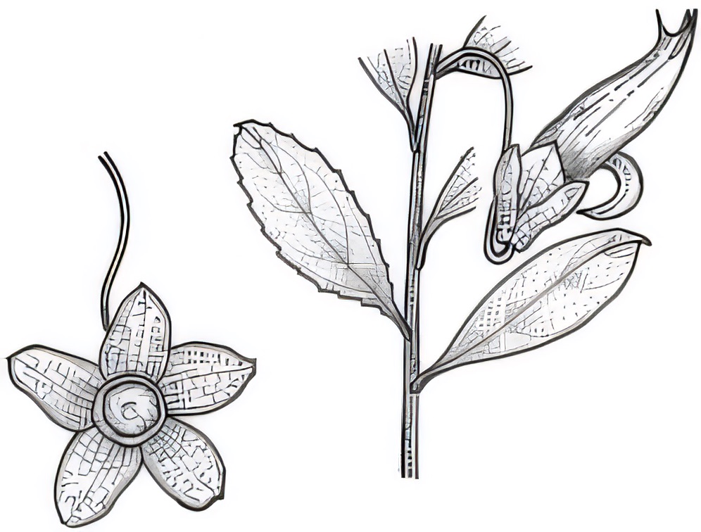 Eremophila serrulata