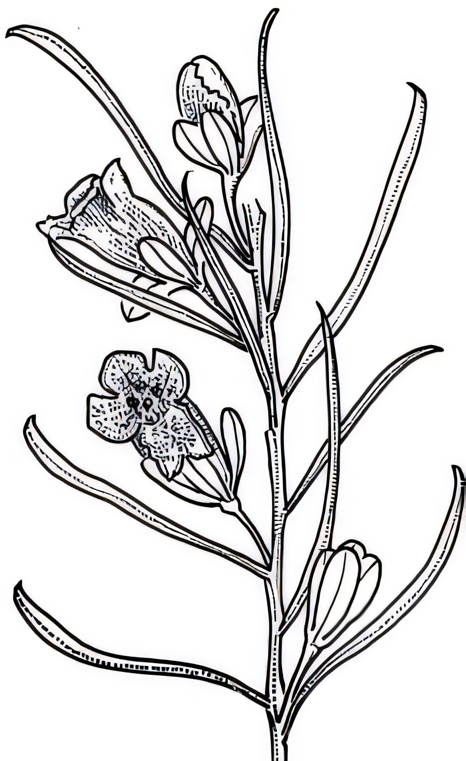 Eremophila sturtii