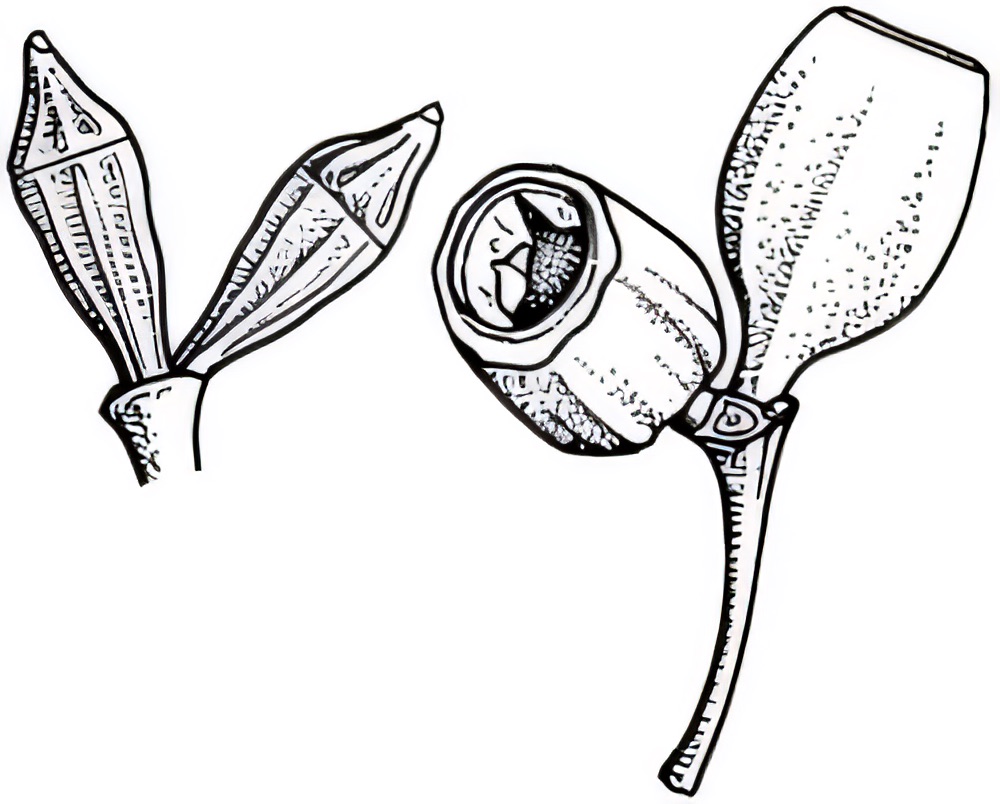 Eucalyptus costata